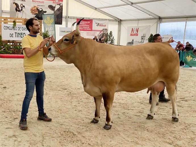 Archivo - Una vaca en el Concurso de Ganado de Tineo de 2023.