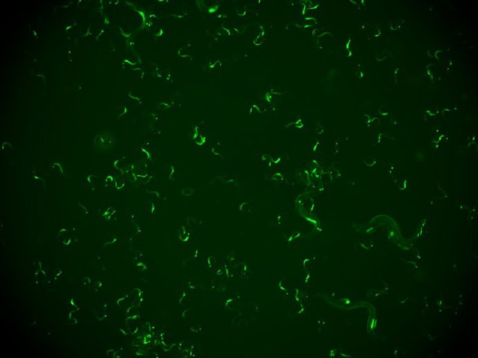 Grupo de 'C. Elegans' infectados visualizados con una lupa. La fluorescencia verde corresponde con las células infectadas y permite distinguir animales infectados de sanos.