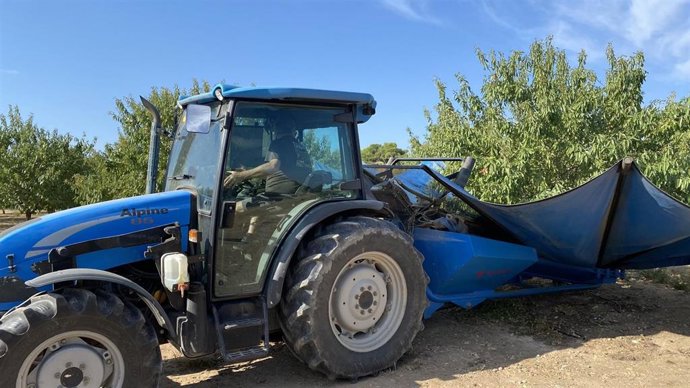 Recogida de almendra