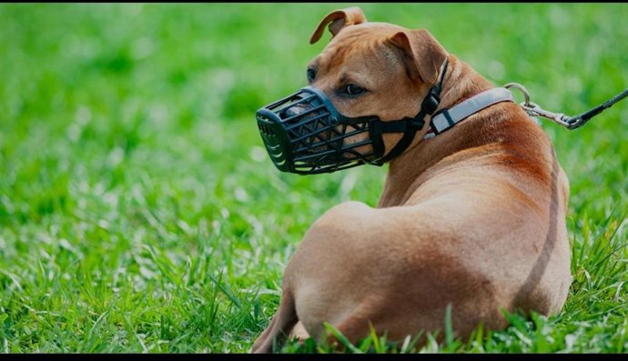 Imagen de un perro con bozal