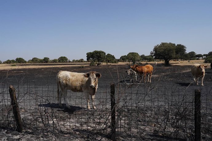 Ganado tras el paso del incendio forestal, a 16 de agosto de 2025, en Cerezal de Puertas, La Ramajería, Salamanca, Castilla y León (España). La provincia de Salamanca enfrenta dos incendios declarados Índice de Gravedad Potencial (IGR) 2, uno originado en