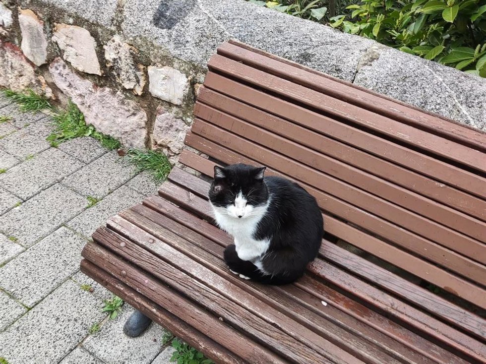 Gato callejero.