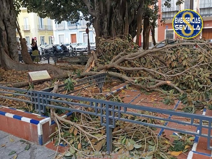 La rama del ficus caída el pasado domingo en la Plaza de San Pedro (Sevilla).