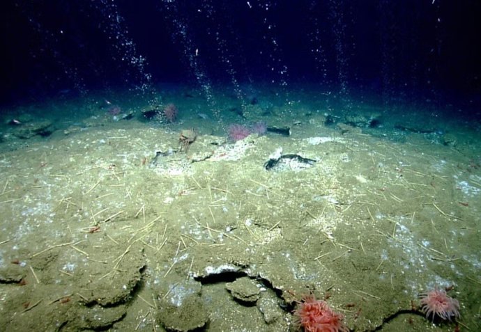 Bolhas de metano fluem de sedimentos no fundo do oceano