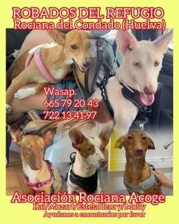 Cartel de los perros robados en Rociana del Condado (Huelva).