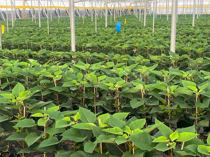 Cultivo de flor de Pascua en un invernadero de Almería.