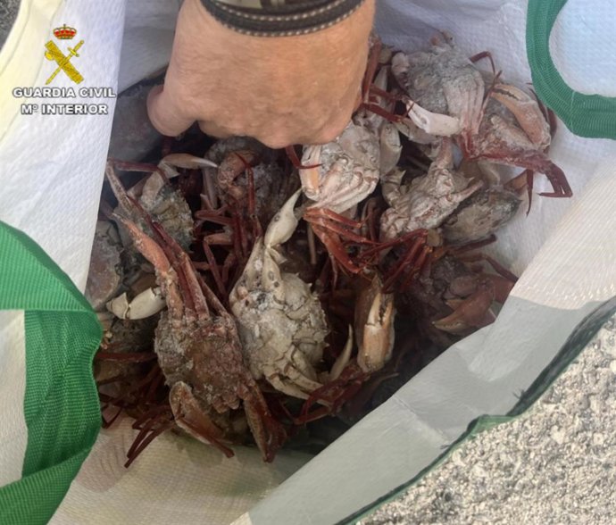 El Seprona sanciona a ocho restaurantes de Menorca por tener marisco ilegal.