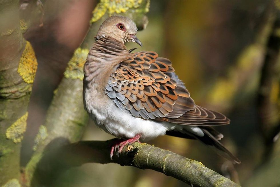 Archivo - SEO/BirdLife alerta de que la tórtola sigue en peligro a pesar de que la UE no penalice a España por su conservación