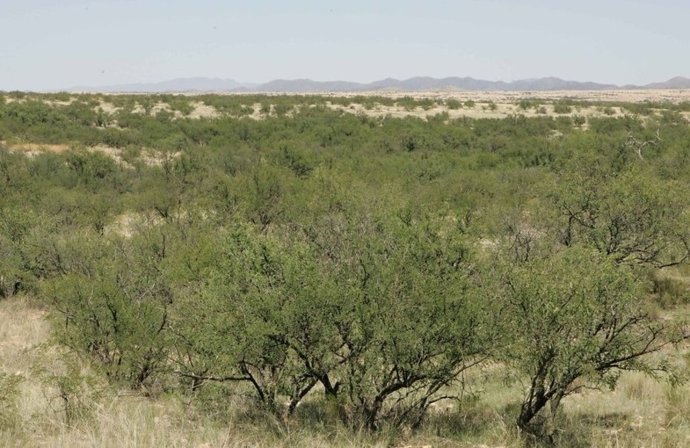 El reverdecimiento global provoca una pérdida significativa de humedad del suelo, según un nuevo estudio