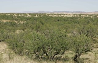 El reverdecimiento global provoca una pérdida significativa de humedad del suelo, según un nuevo estudio