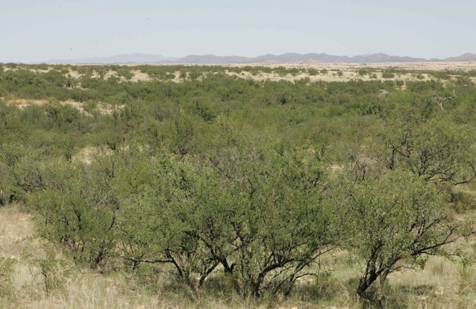 O greening global causa uma perda significativa de umidade no solo, segundo um novo estudo