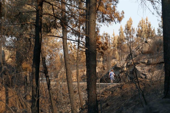 Vista del campo quemado tras el incendio, a 24 de agosto de 2025, en Seadur, Ourense, Galicia (España). El incendio, que se originó el pasado 13 de agosto, en la localidad de Larouco ha quedado estabilizado tras arrasar más de 30.000 hectáreas. El fuego a