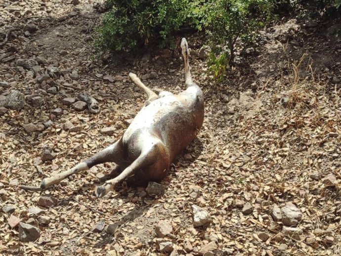 Un muflón abatido por cazadores furtivos en una finca de Monterrubio de la Serena (Badajoz).