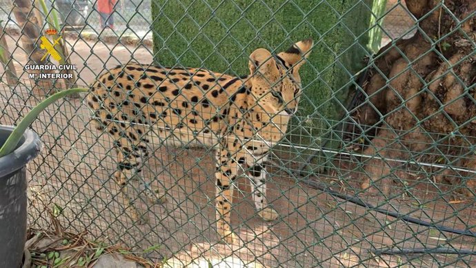La Guardia Civil desmantela un zoo privado clandestino con más de 150 animales exóticos en la localidad castellonense de Nules.