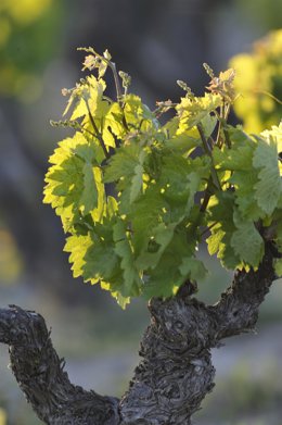 Archivo - Viñas de Álava