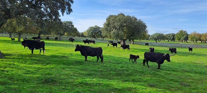 Asaja apuesta por la carne como fuente insustituible frente a las "proteínas alternativas" a partir de insectos.
