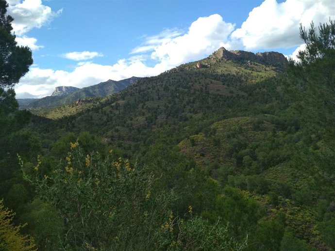 Árboles Monumentales en Sierra Espuña
