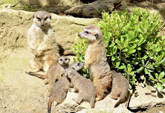 Archivo - Suricatas. Imagen de archivo