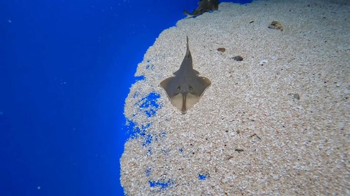 Ejemplar de 'tiburón guitarra'
