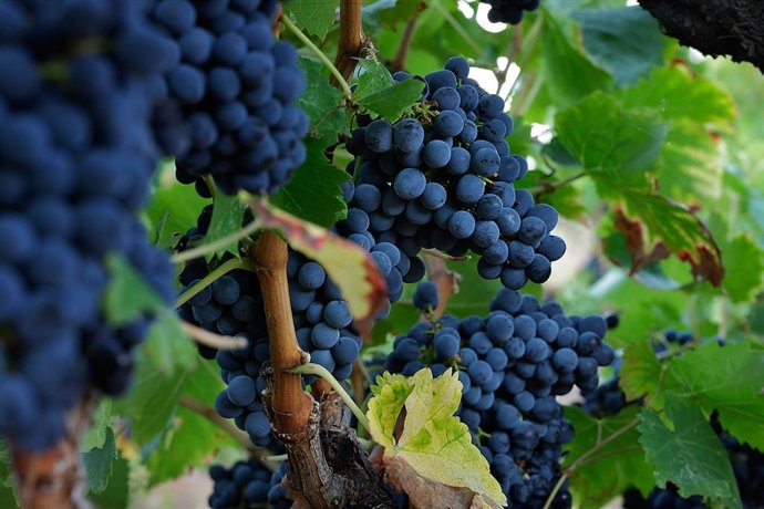 Viñedos en el Priorat (Tarragona)
