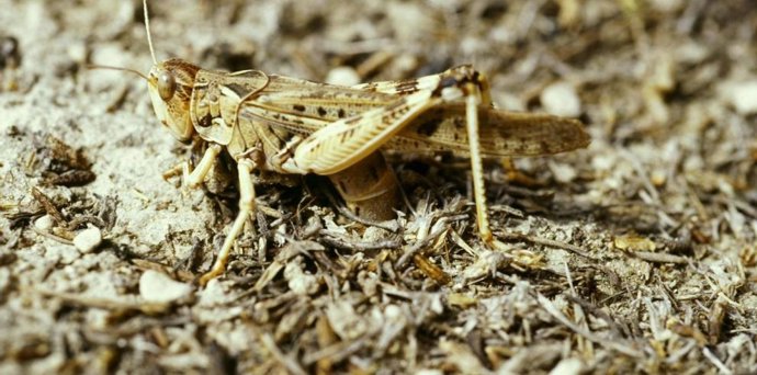 Agricultura autoriza medidas excepcionales para combatir la plaga de langosta en explotaciones afectadas desde mayo