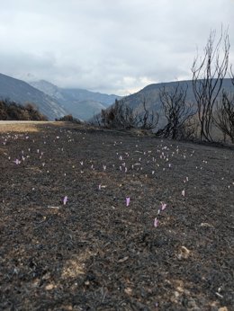 Imagen de los efectos del fuego del Parque Nacional y Regional Picos de Europa