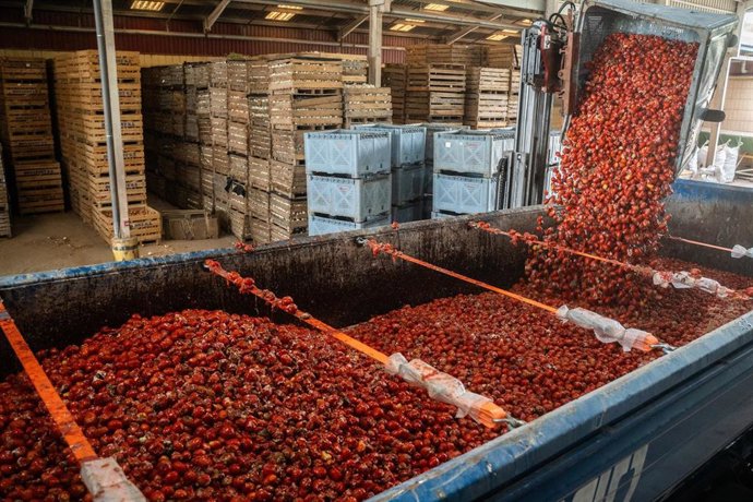 Imagen de la carga de los tomates en Buñol para la Tomatina