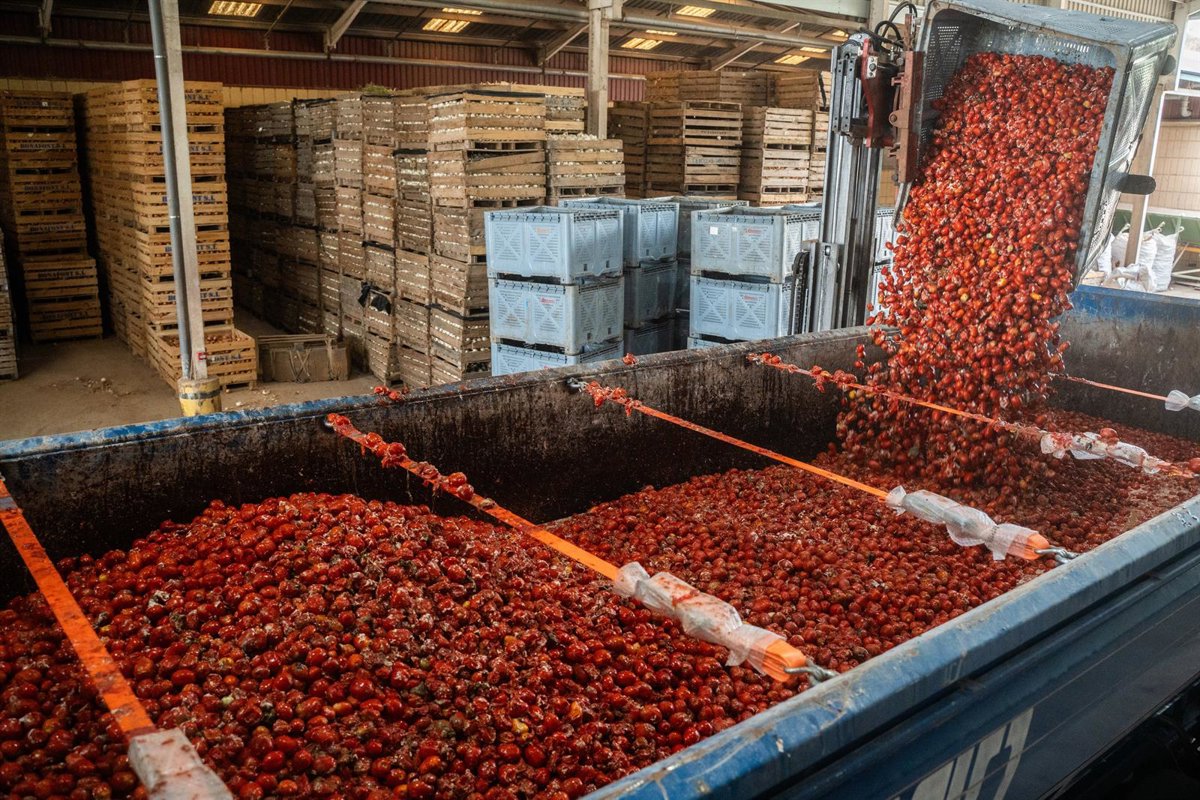 Los 120.000 kilos de tomate que se lanzarán este año la 78ª Tomatina de Buñol (Valencia) proceden de Extremadura