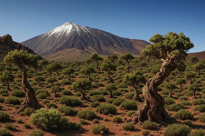 Recreación artística del bosque de cedros en el Parque Nacional del Teide