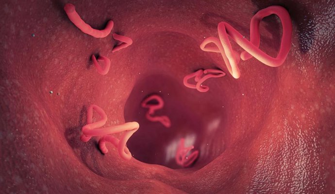 Archivo - Imagen de recurso de parásitos intestinales.