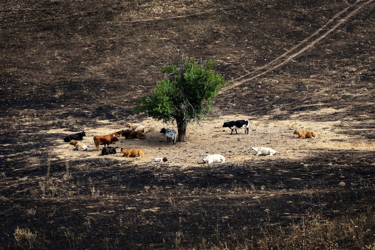 El Gobierno declara zonas  catastróficas  en siete municipios de la Comunidad de Madrid por los incendios de este verano