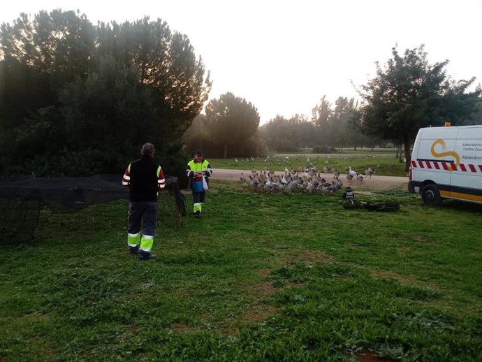 Archivo - Gansos en el parque Tamarguillo. 