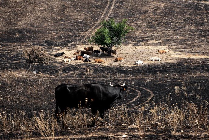 Varias vacas rodean un árbol salvado tras el incendio en Tres Cantos