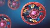 Foto: Ruido epigenético: el proceso que ayuda a las células a cambiar de identidad para repararse pero también para el cáncer