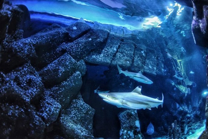 Tubarão de recife de ponta negra no Sealife Oberhausen, onde os dentes usados no estudo foram coletados.