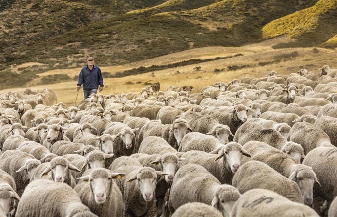 Archivo - Pastor con sus ovejas