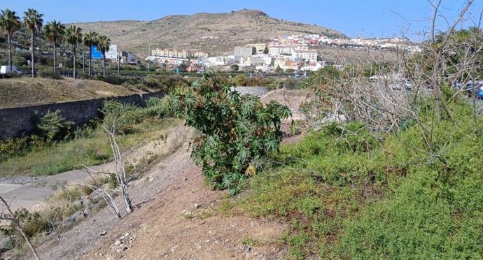 Lagartario de Tamaraceite