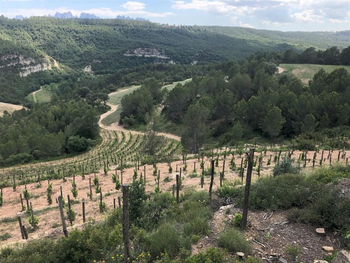 Viñas entre bosques