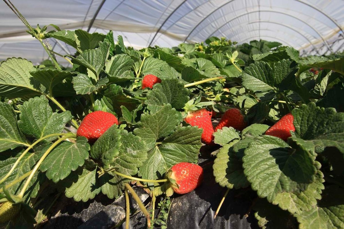 Andalucía lidera las exportaciones hortofrutícolas de España con más de 5.000 millones de euros en el primer semestre