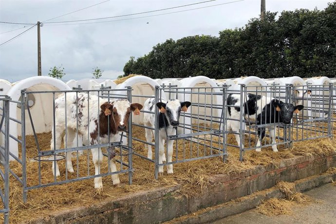 Terneros en una granja
