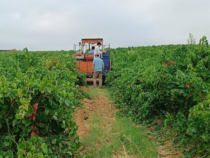 Imagen del incio de la venidimia de las variedades tempranas de Marqués de Villalúa en el Condado de Huelva.