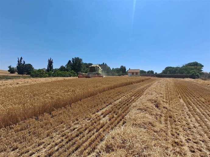 Archivo - Asaja Valladolid exige que se cumpla la Ley de la Cadena Alimentaria con el cereal