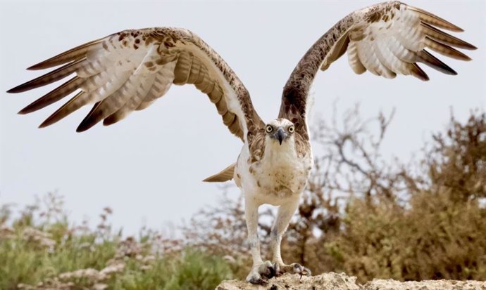 A águia-pesqueira (Pandion haliaetus) tem uma distribuição quase mundial.