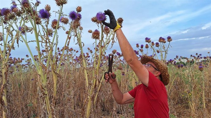 La Torta del Casar recoge 200 kilos de cuajo vegetal para elaborar sus quesos amparados