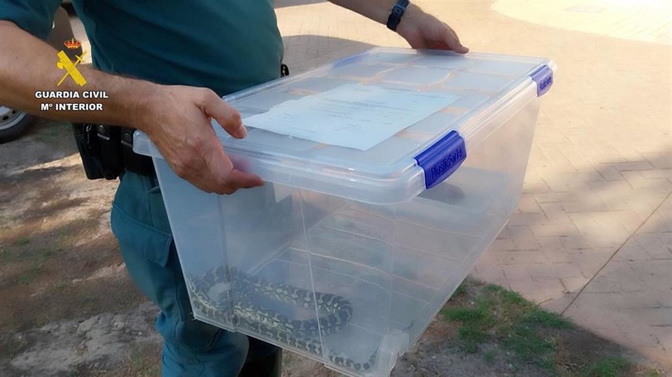 Localizados seis reptiles de especies protegidas sin documentación de origen en una vivienda de Cullera (Valencia).