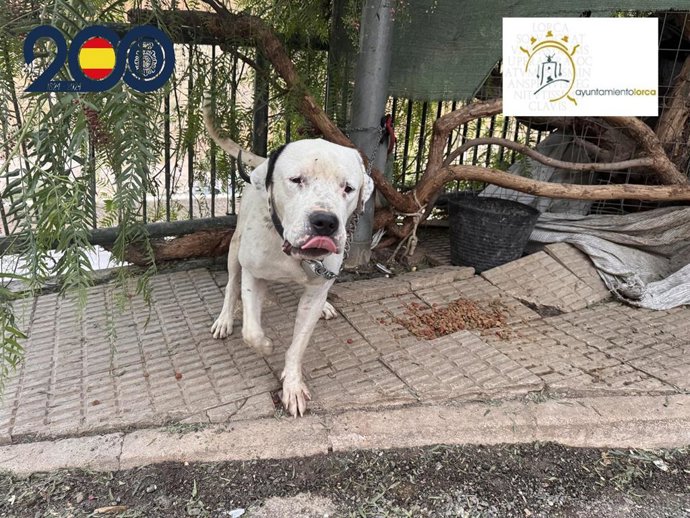 El perro se encontraba en la vía pública, atado con una correa y a pleno sol, cuando fue visto por los agentes