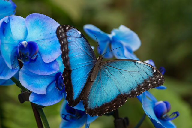 Mariposario de Benalmádena