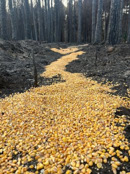 PACMA recoge y reparte alimentos en León y Valladolid para los animales afectados por los incendios .
