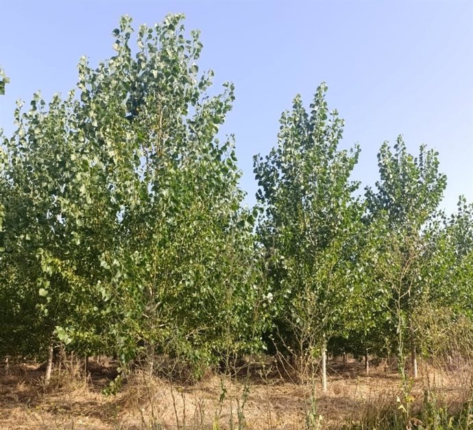 La plantación de la CHD en la ribera de Calahorra de Ribas (Palencia), certificada como proyecto de absorción de CO2