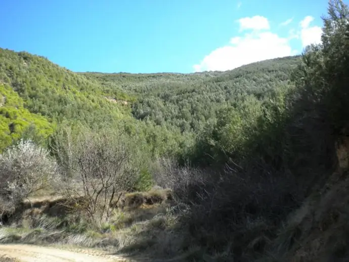 Estado actual de la masa forestal en Castiliscar (Zaragoza). - GOBIERNO DE ARAGÓN